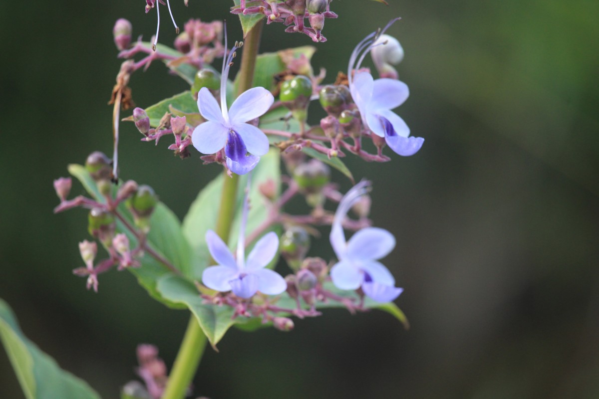 Clerodendrum